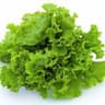 Lettuce