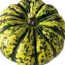 Squash: Harlequin
