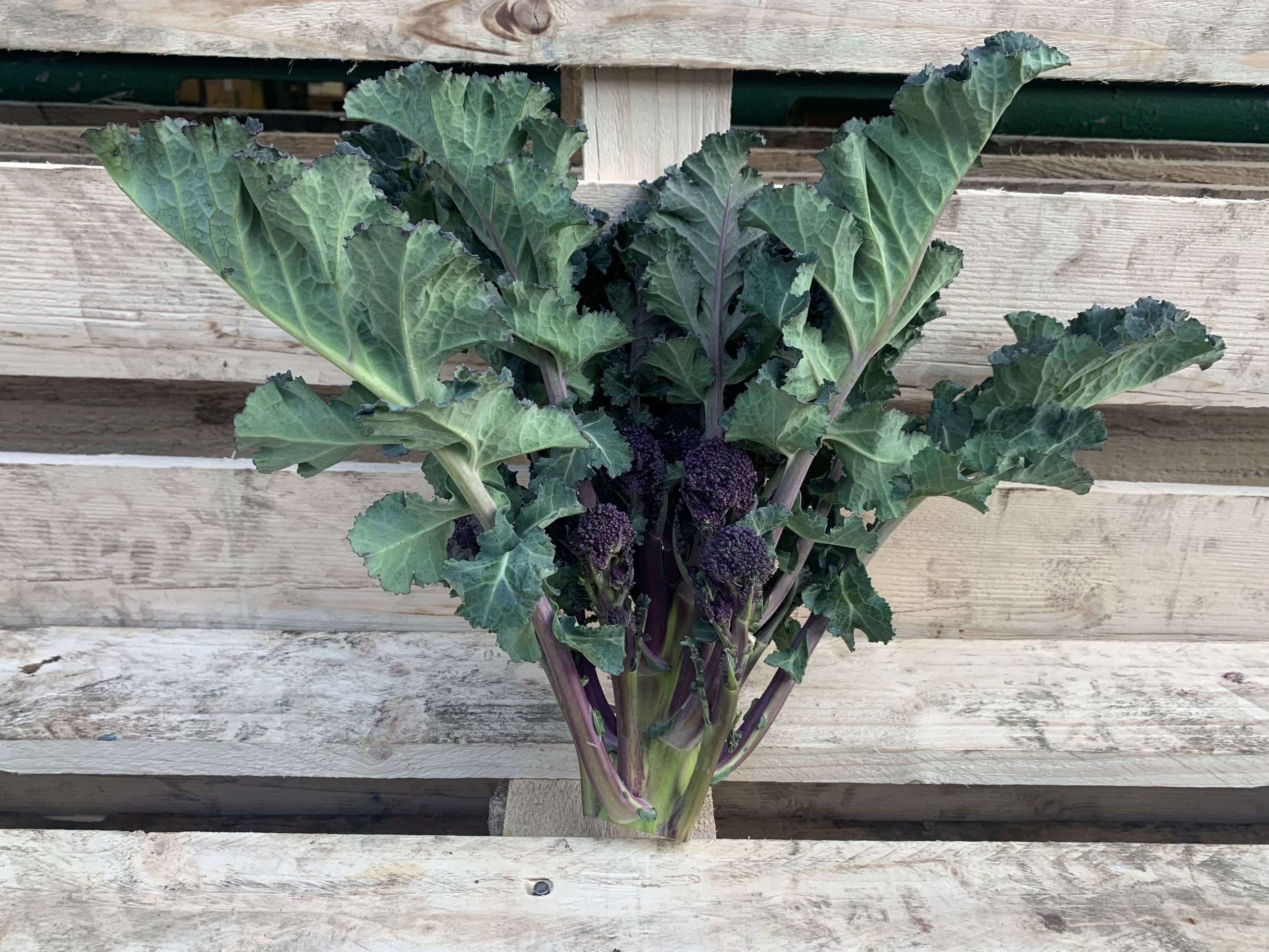 Organic Purple Sprouting Broccoli (300g)