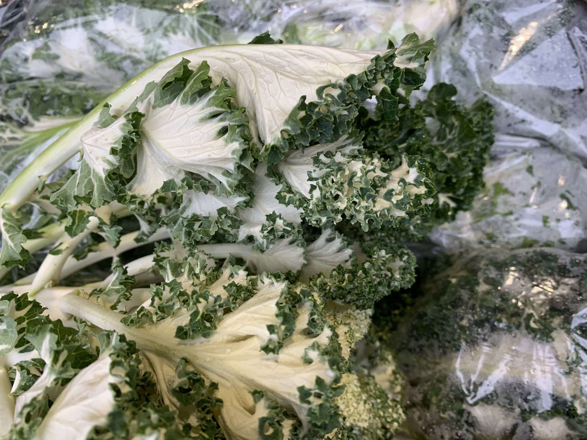 Organic Kale White & Green