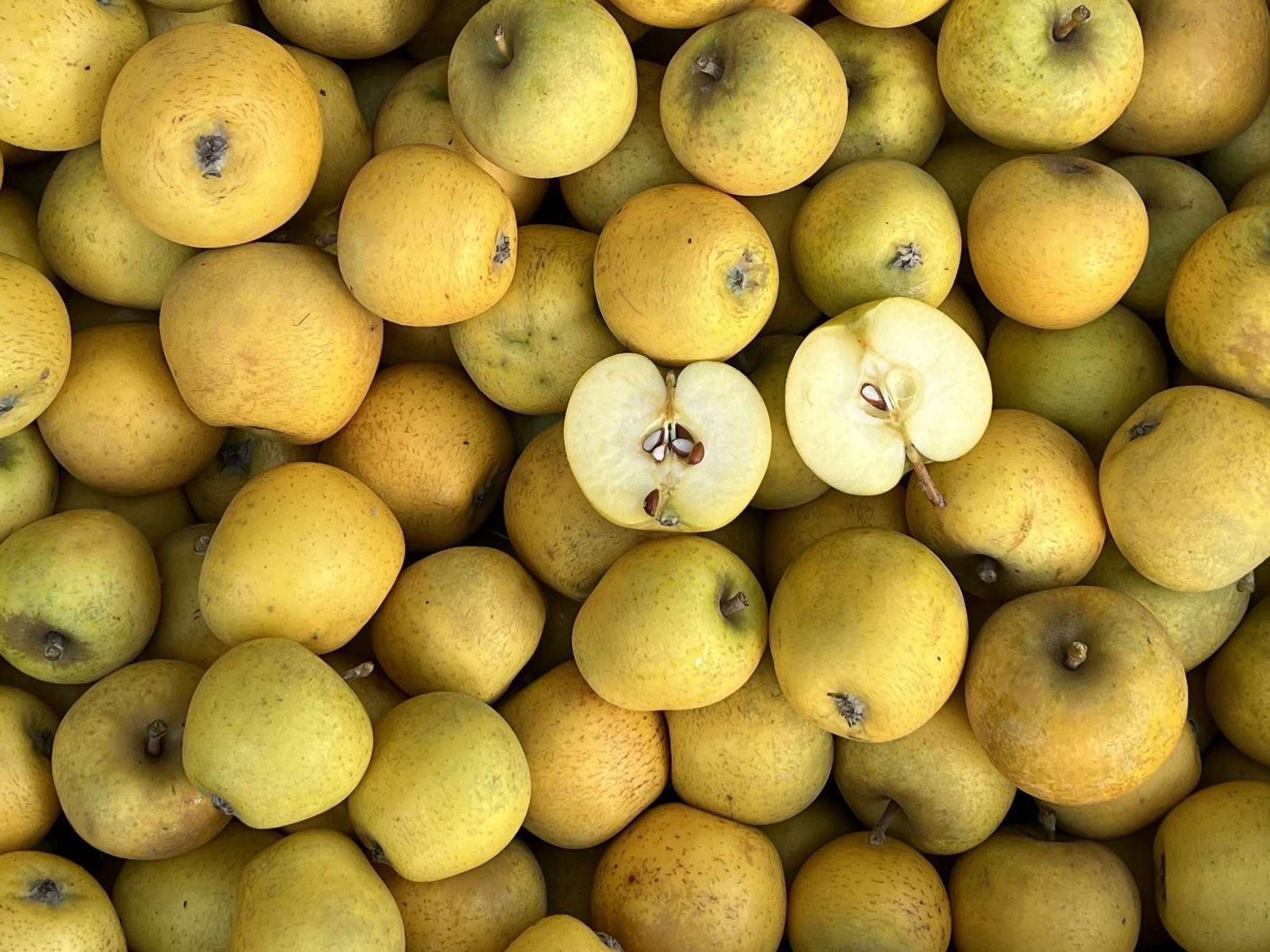 Organic Apples Pitmaston Pineapple (1kg)