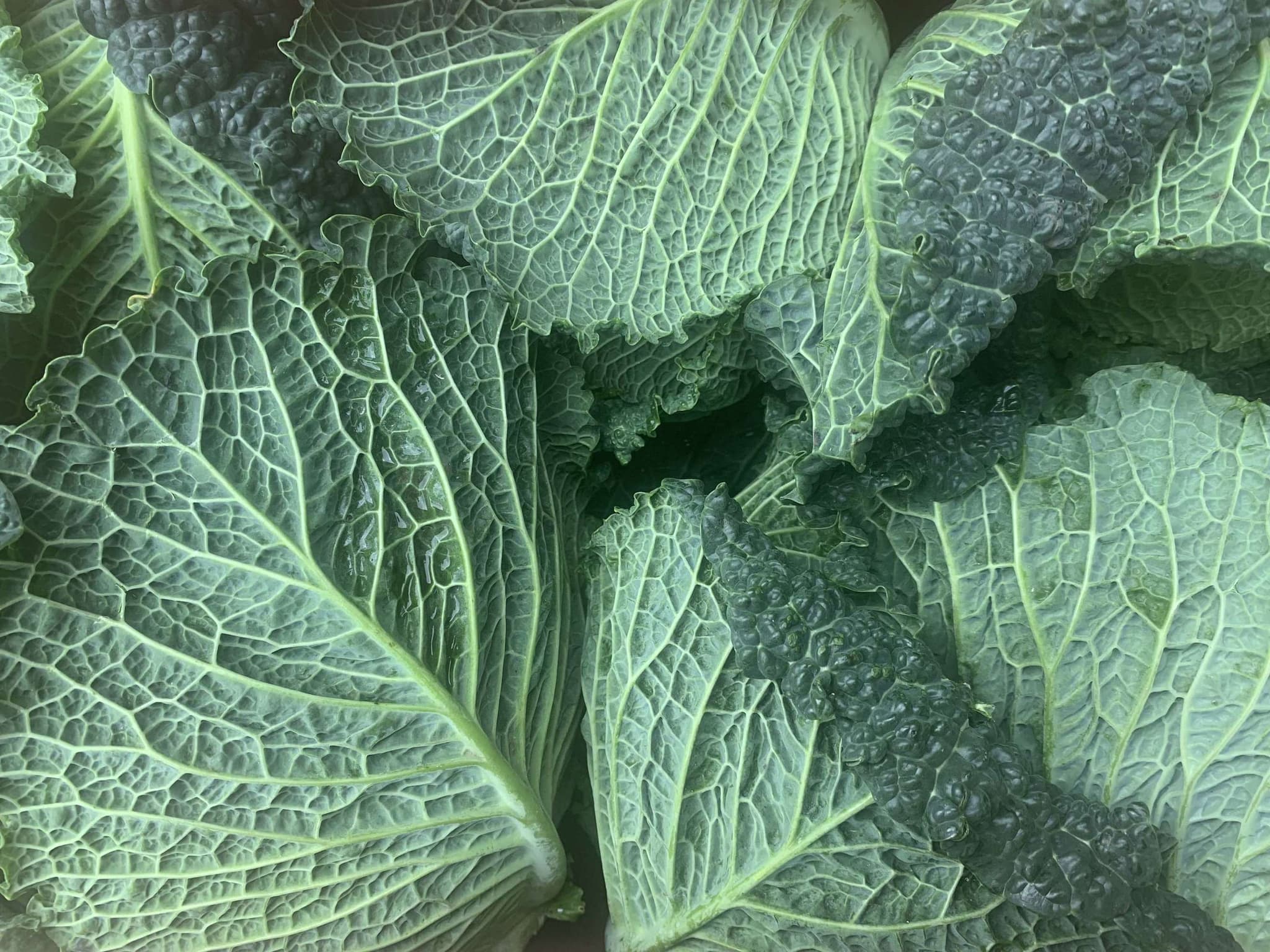 Organic Cabbage Savoy