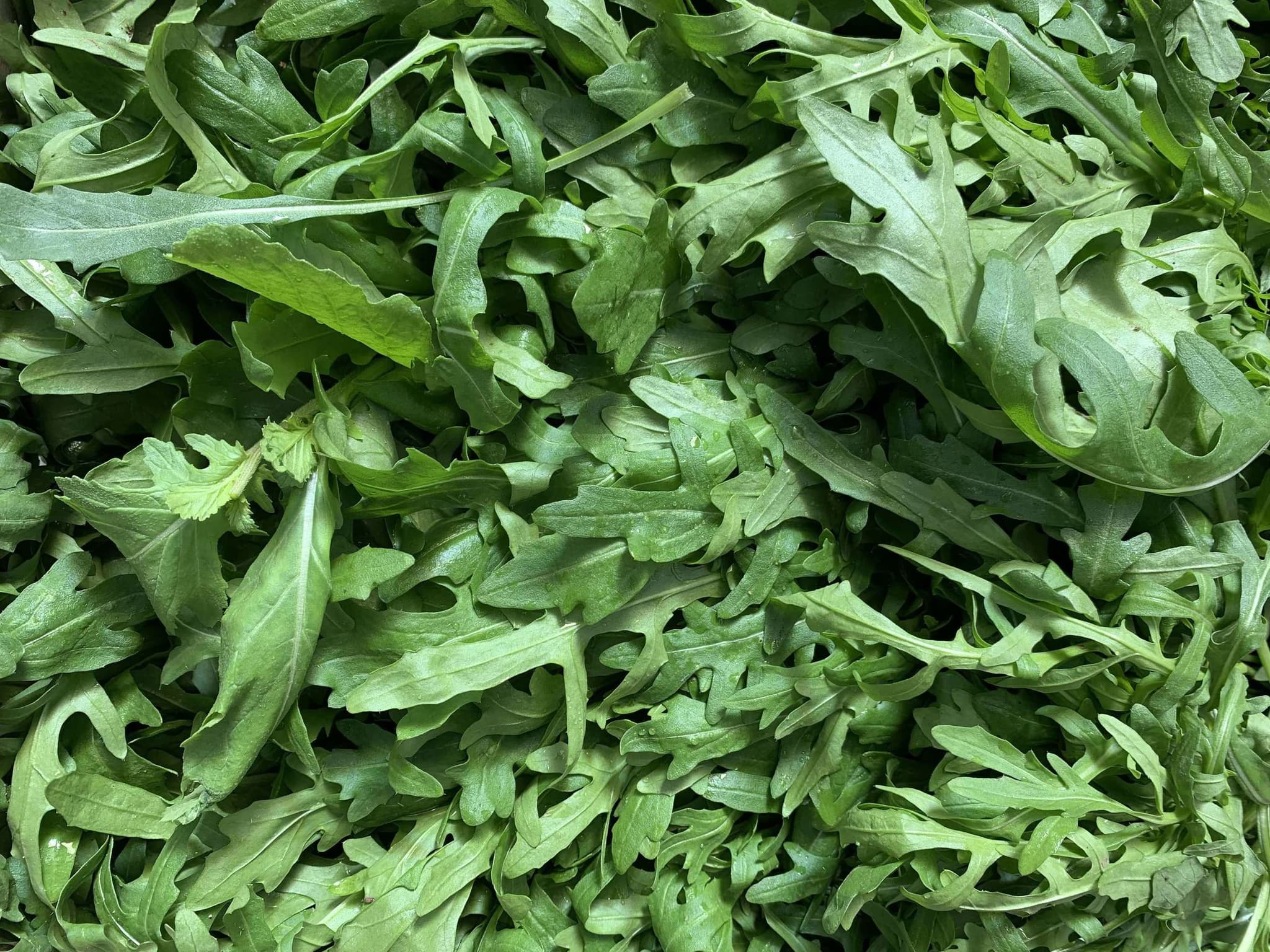 Rocket (100g)