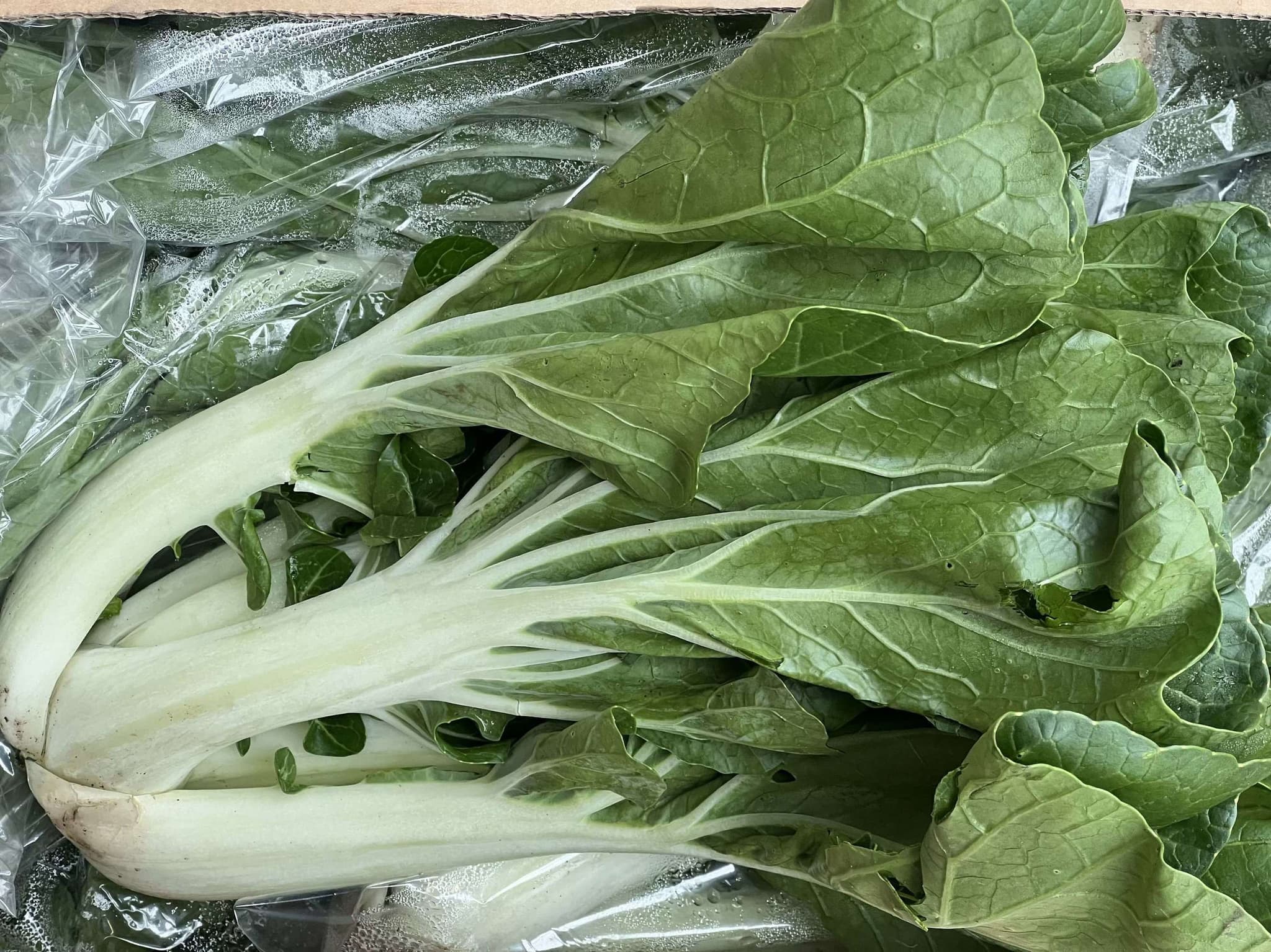 Organic Pak Choi