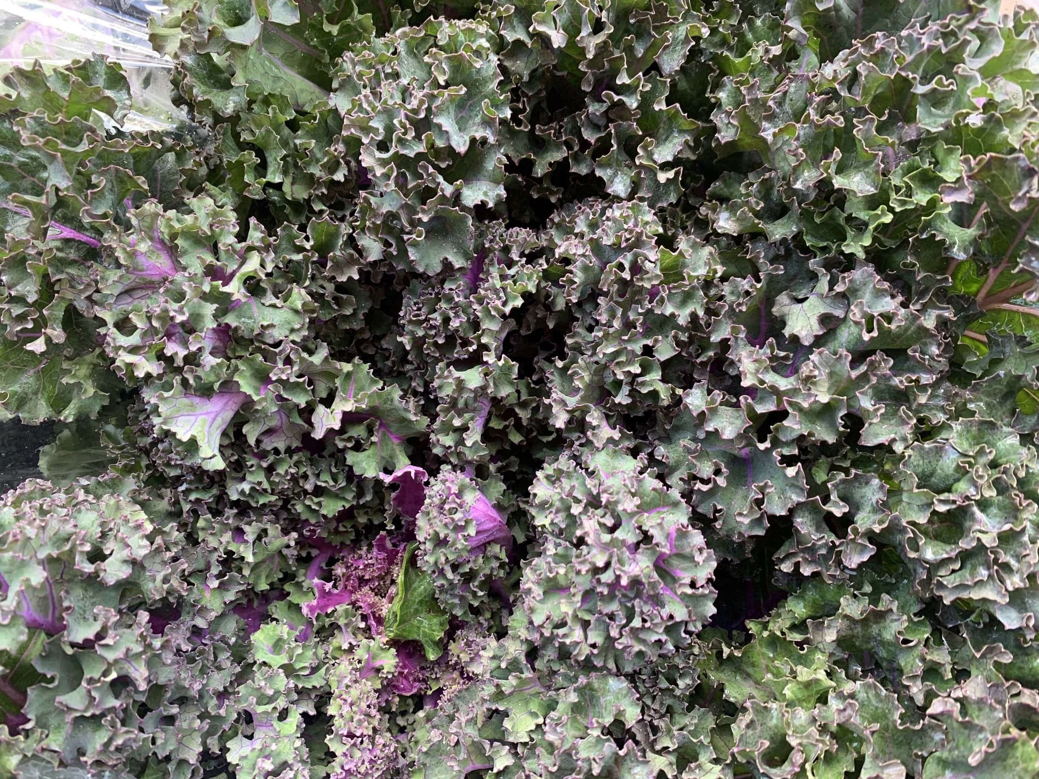 Organic Kale Pink & Green