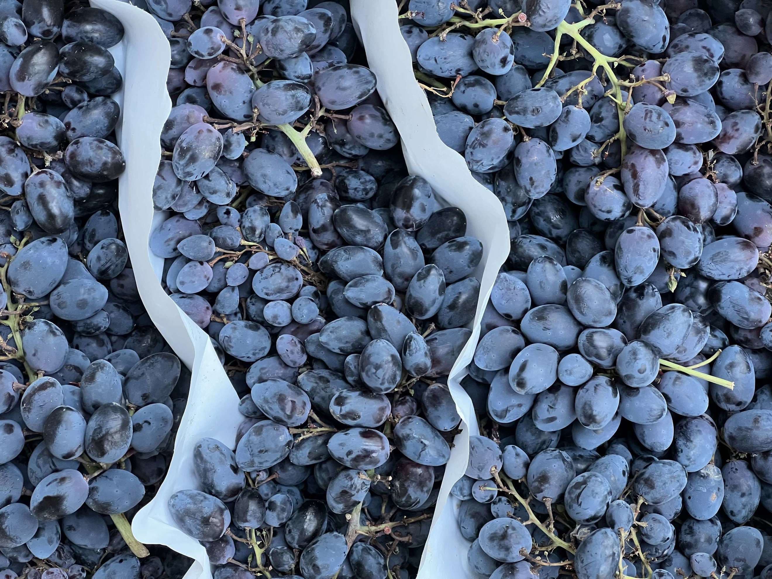 Organic Grapes Black Muscat (500g)