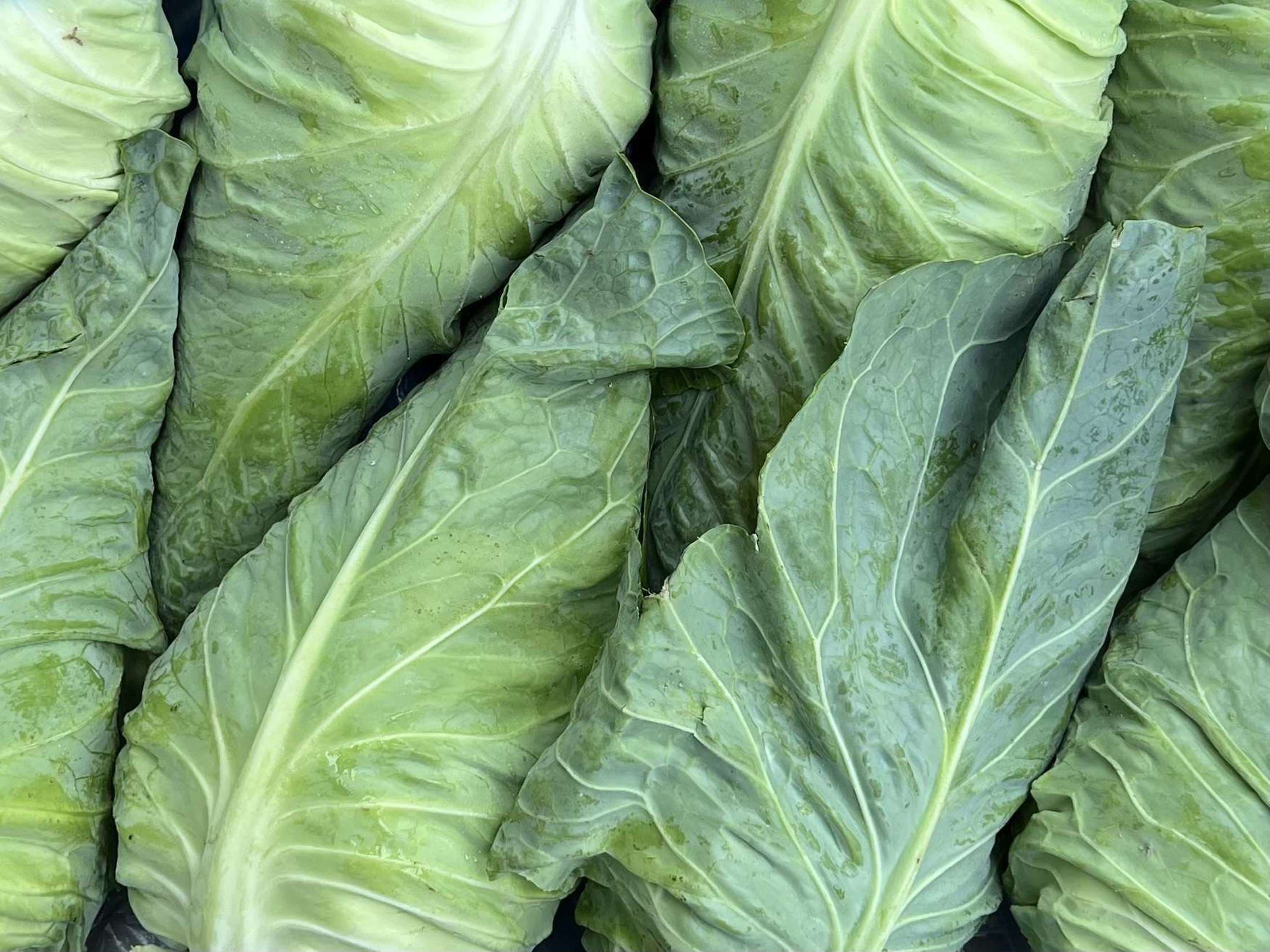 Organic Cabbage Sweetheart