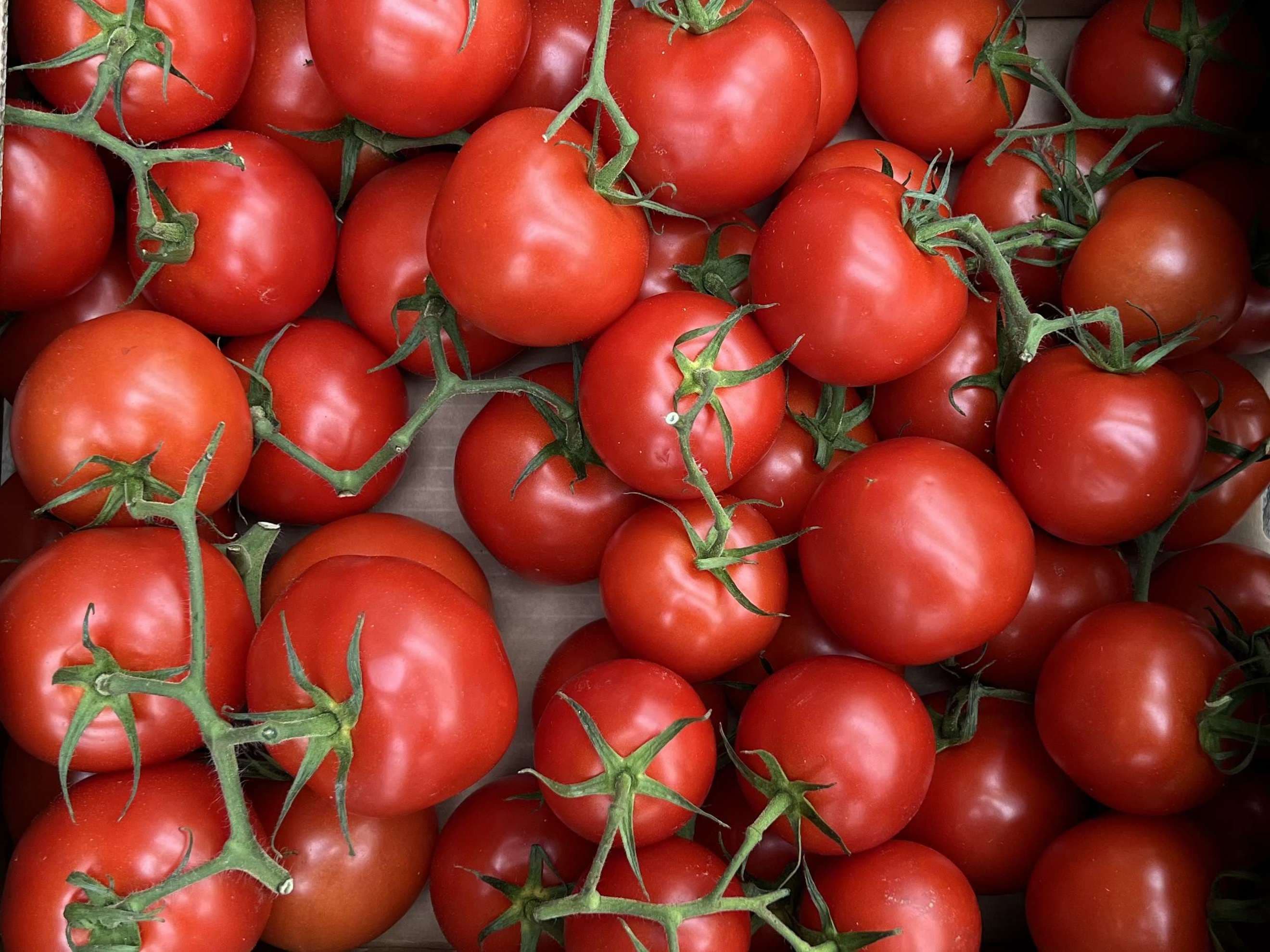 Organic Tomatoes on the Vine (500g)