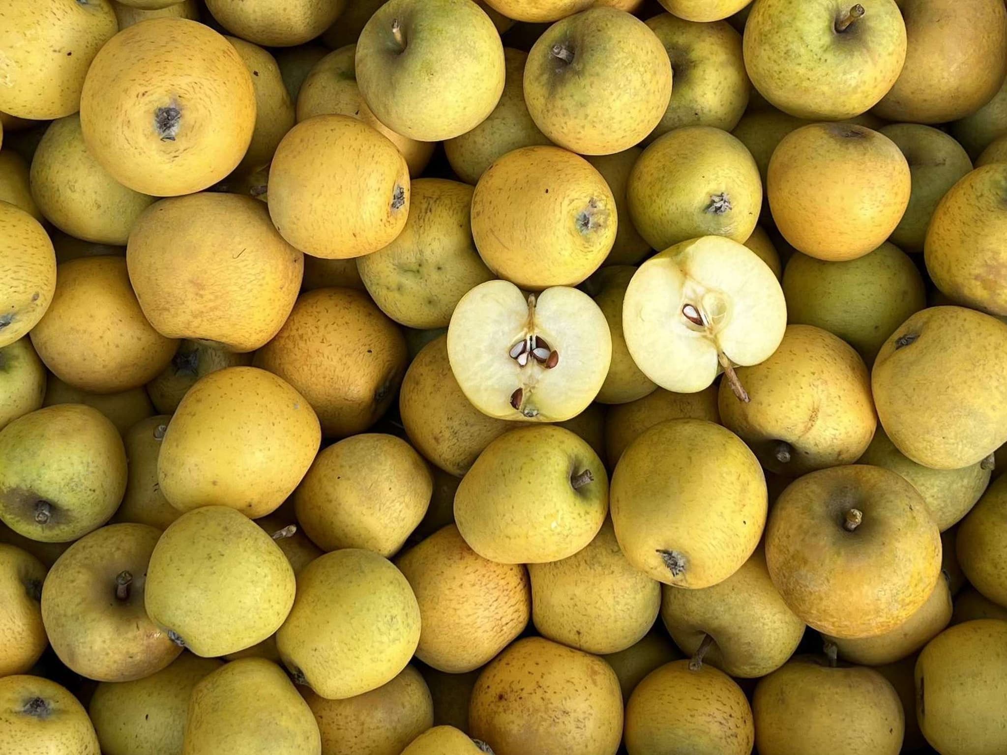 Organic Apples Pitmaston Pineapple (1kg)