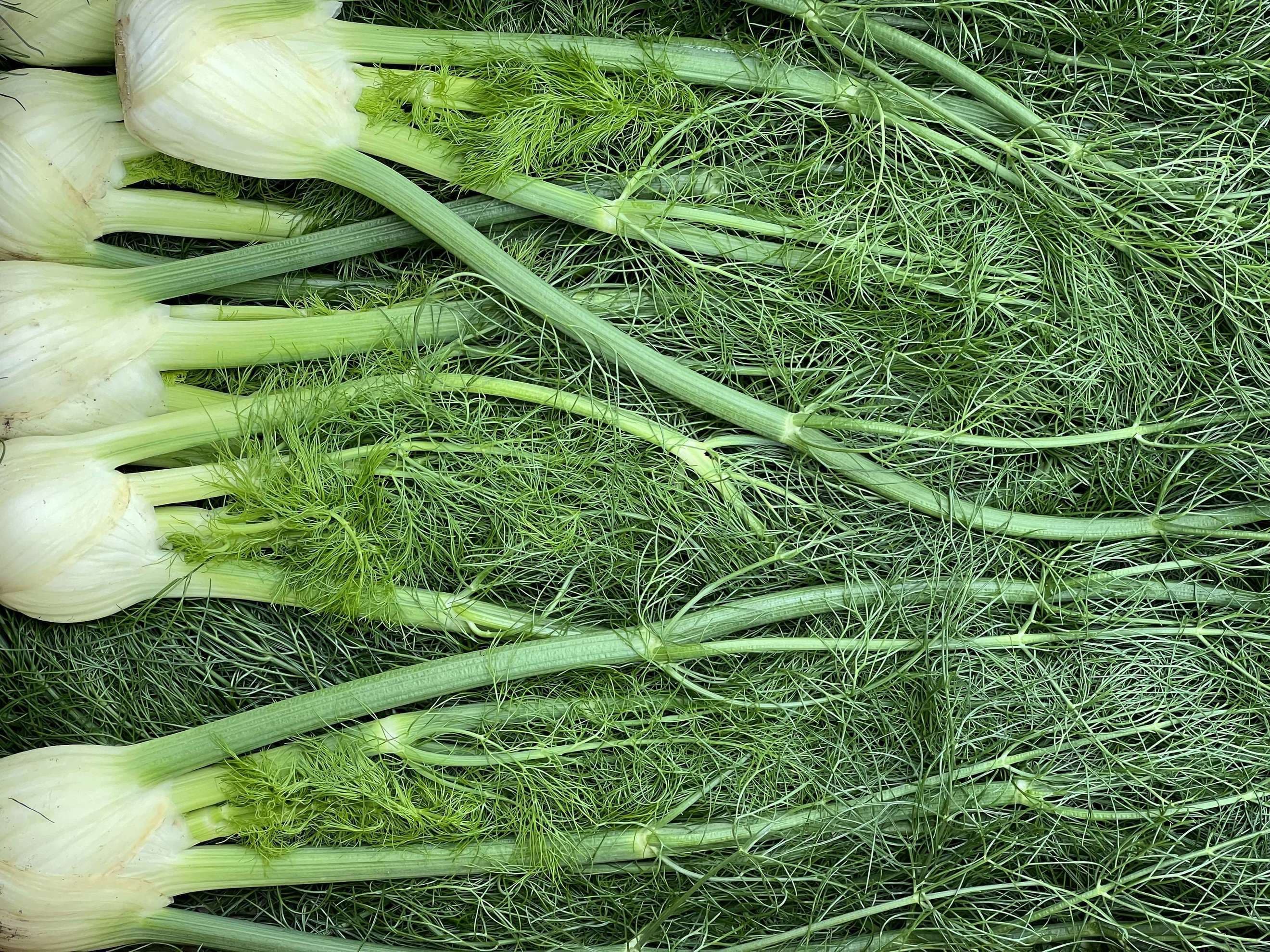 Organic Fennel with Tops