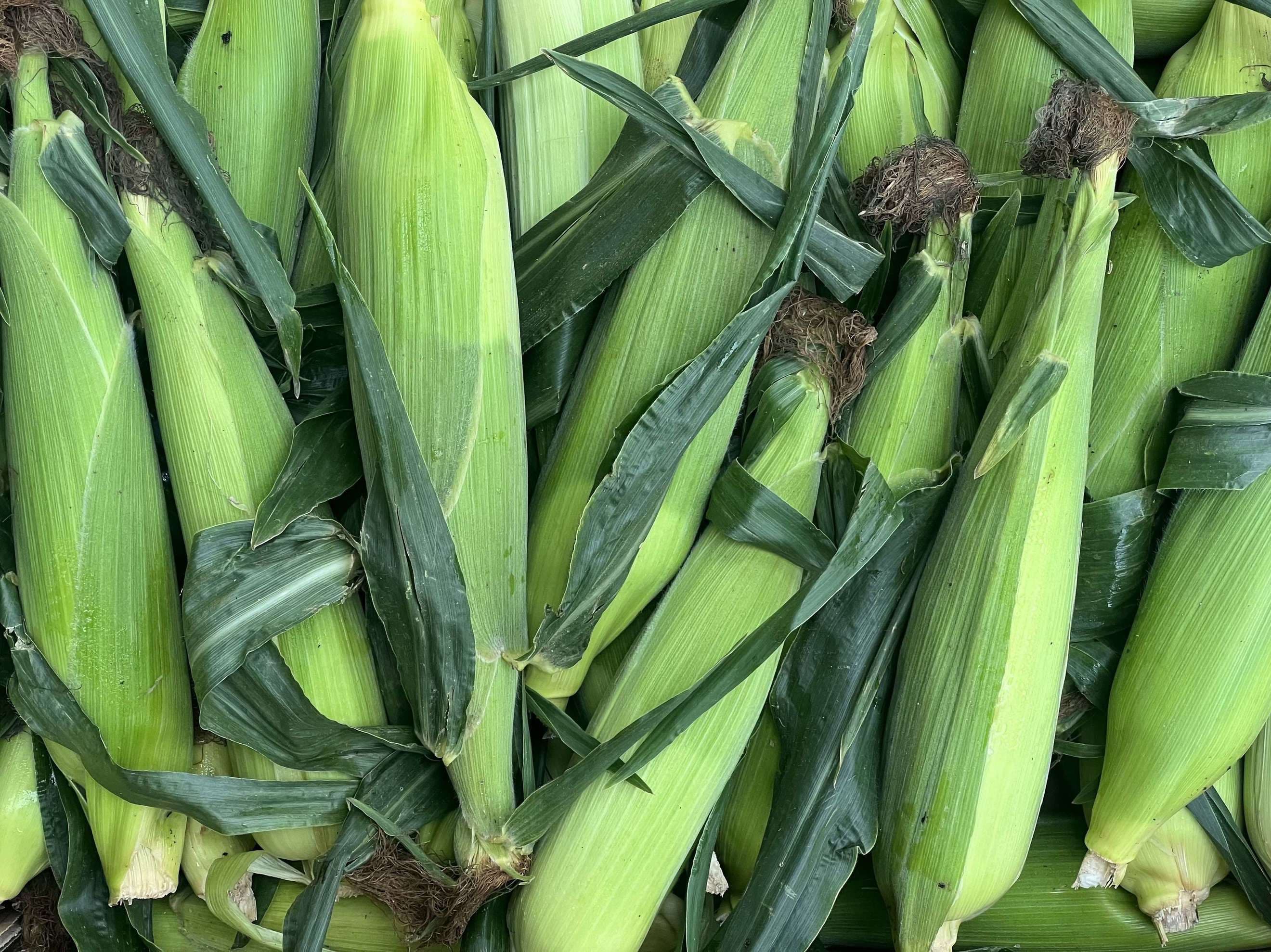 Organic Sweetcorn