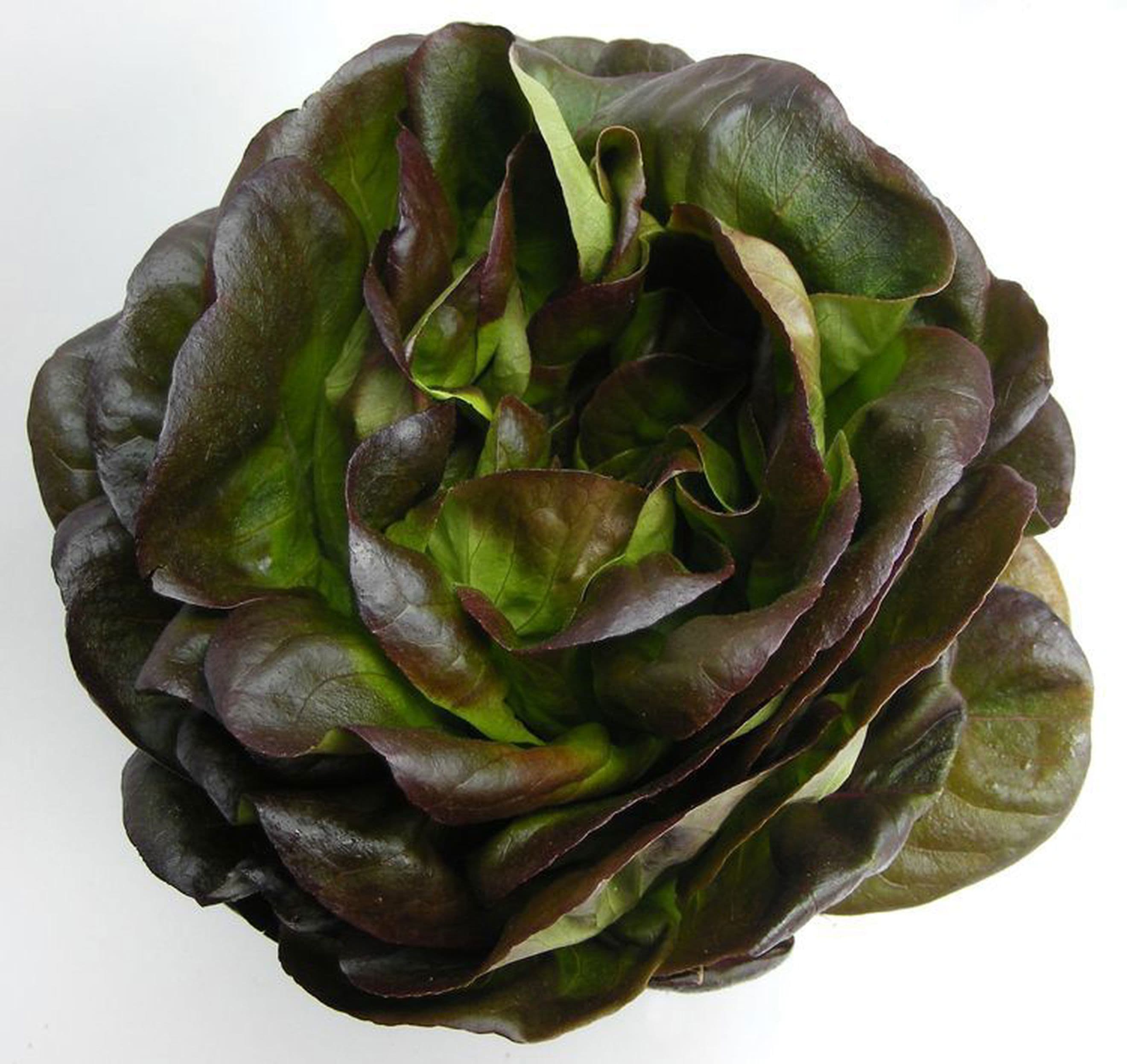 Organic Lettuce
