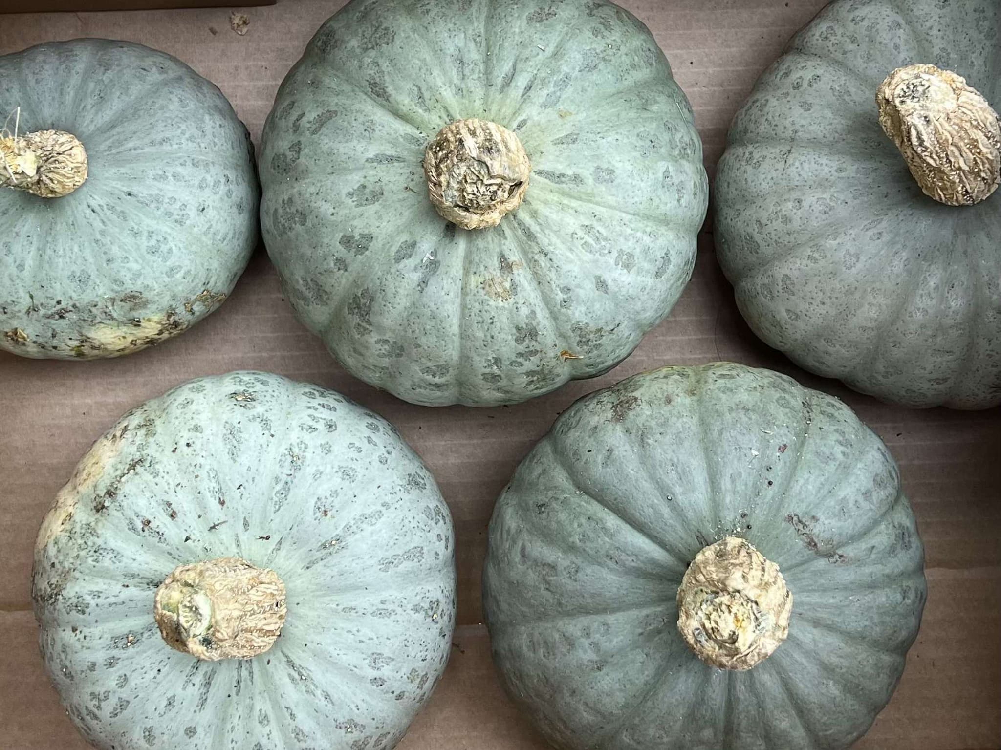 Organic Crown Prince Squash (1kg)