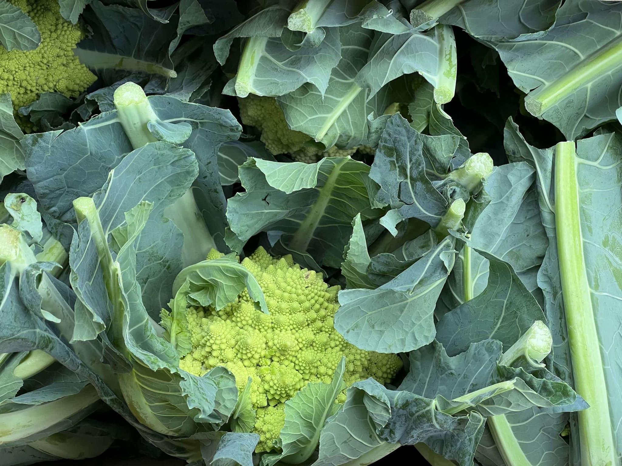 Organic Cauliflower Romanesco