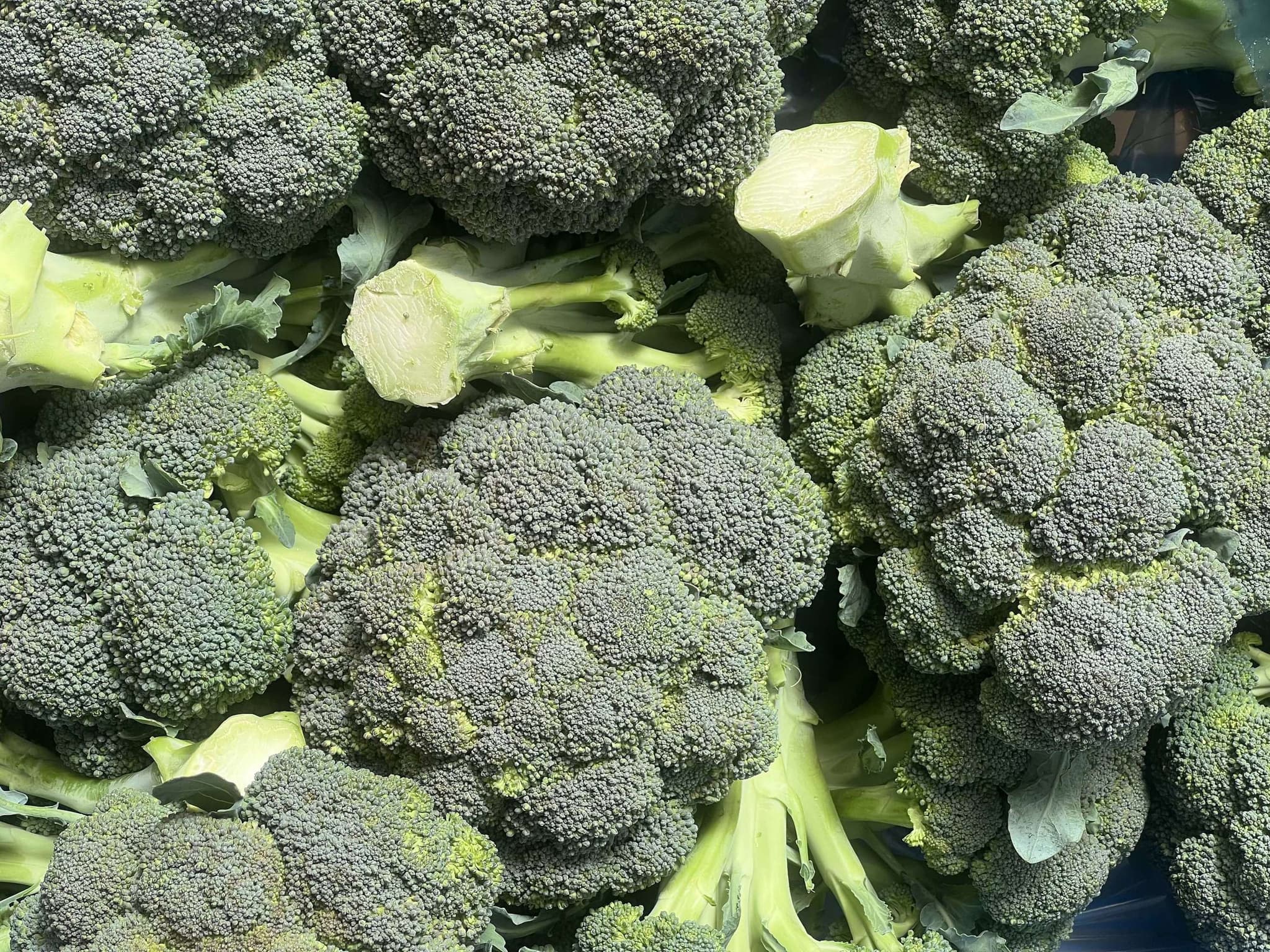 Organic Broccoli (600g)