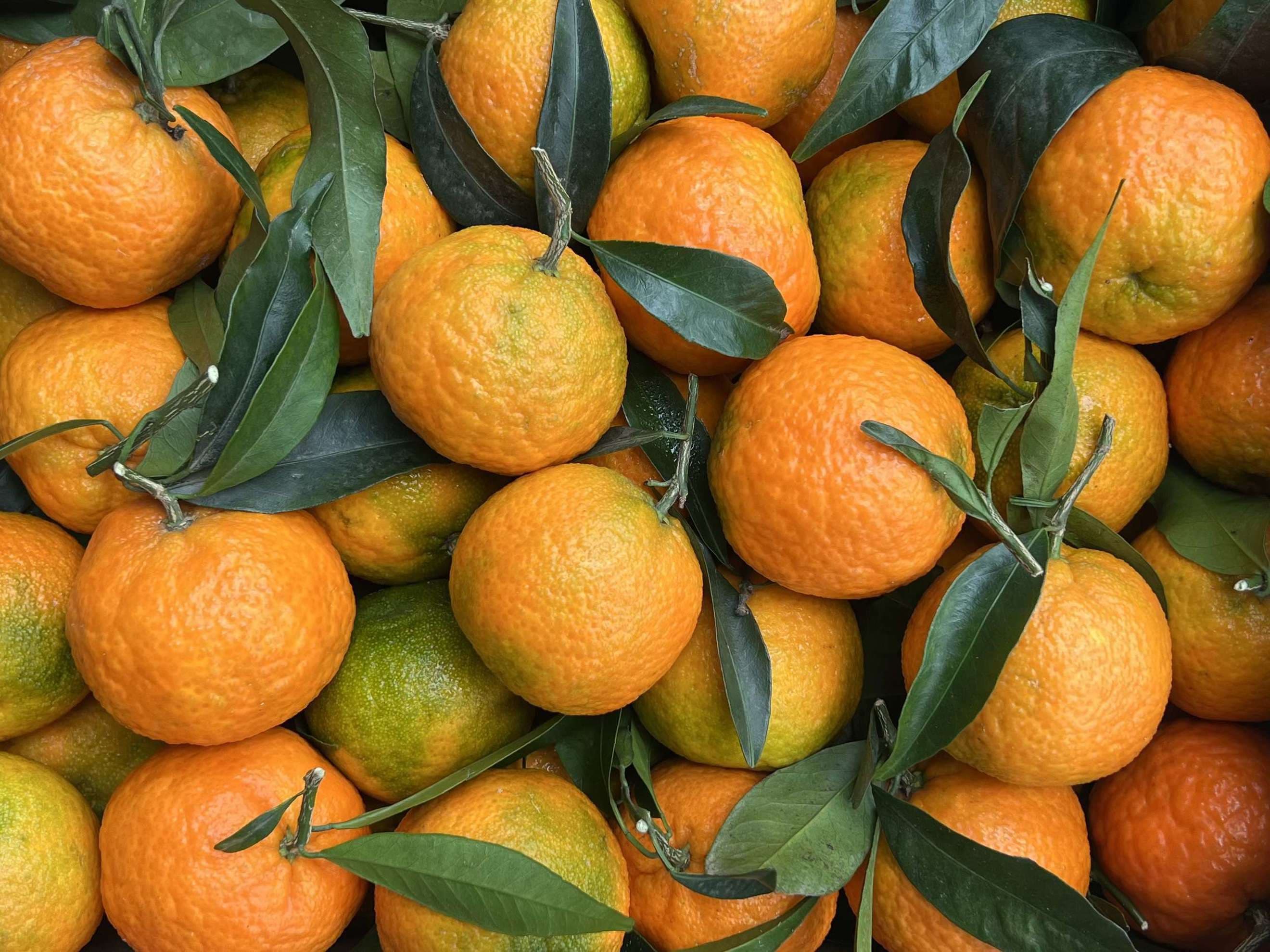 Organic Clementines (700g)