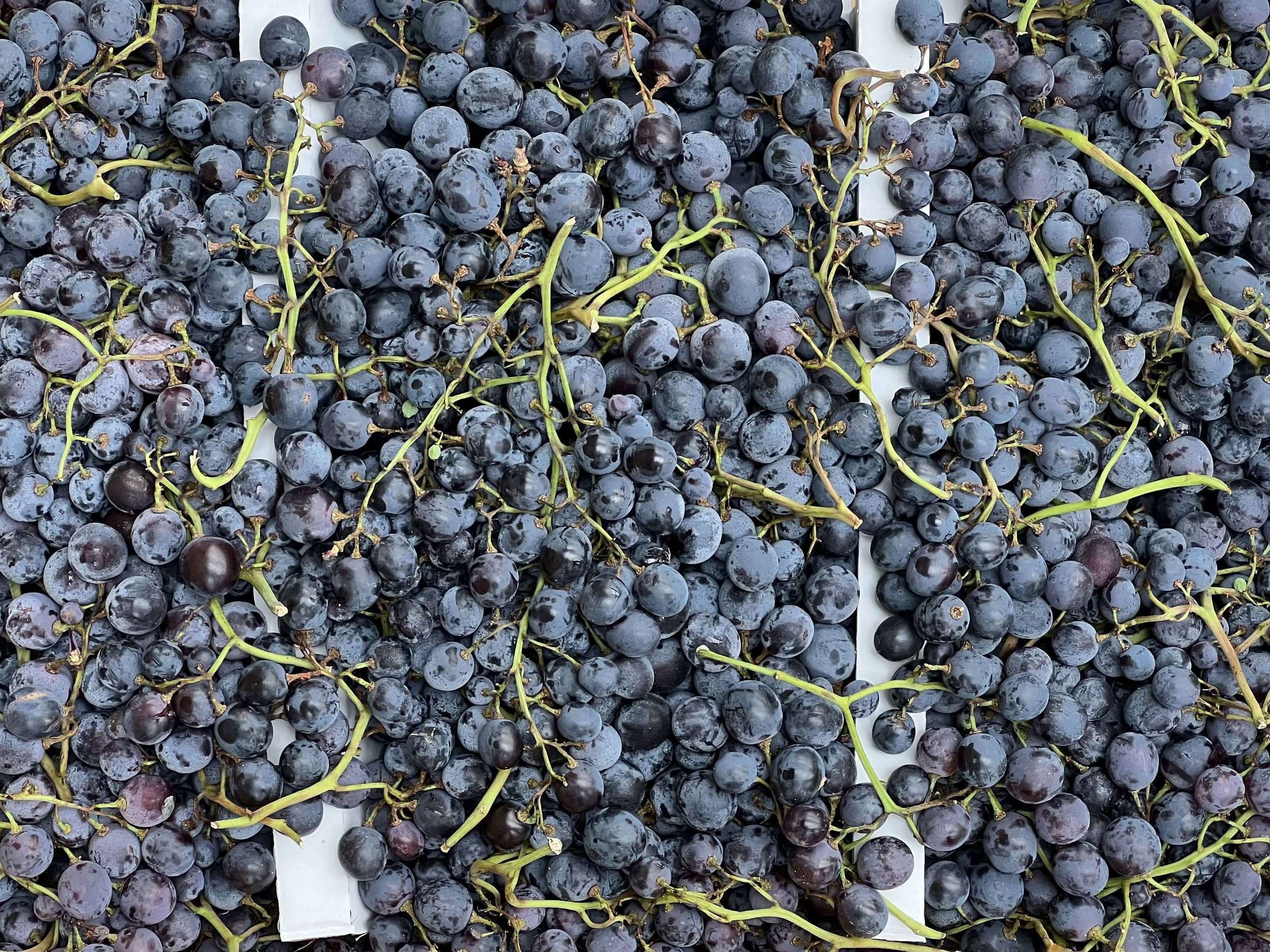Organic Grapes Black Prima (500g)