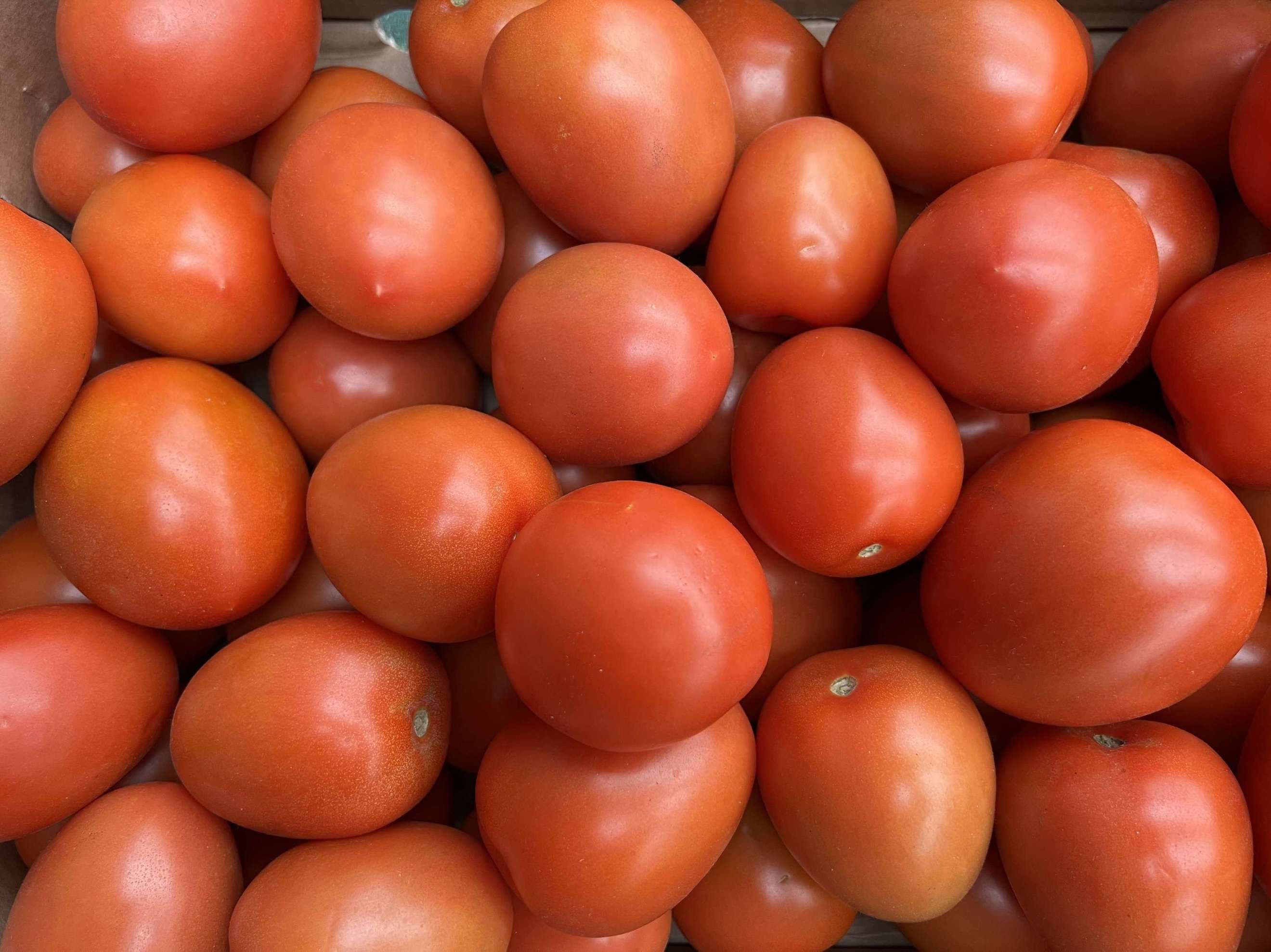 Organic Tomatoes (500g)